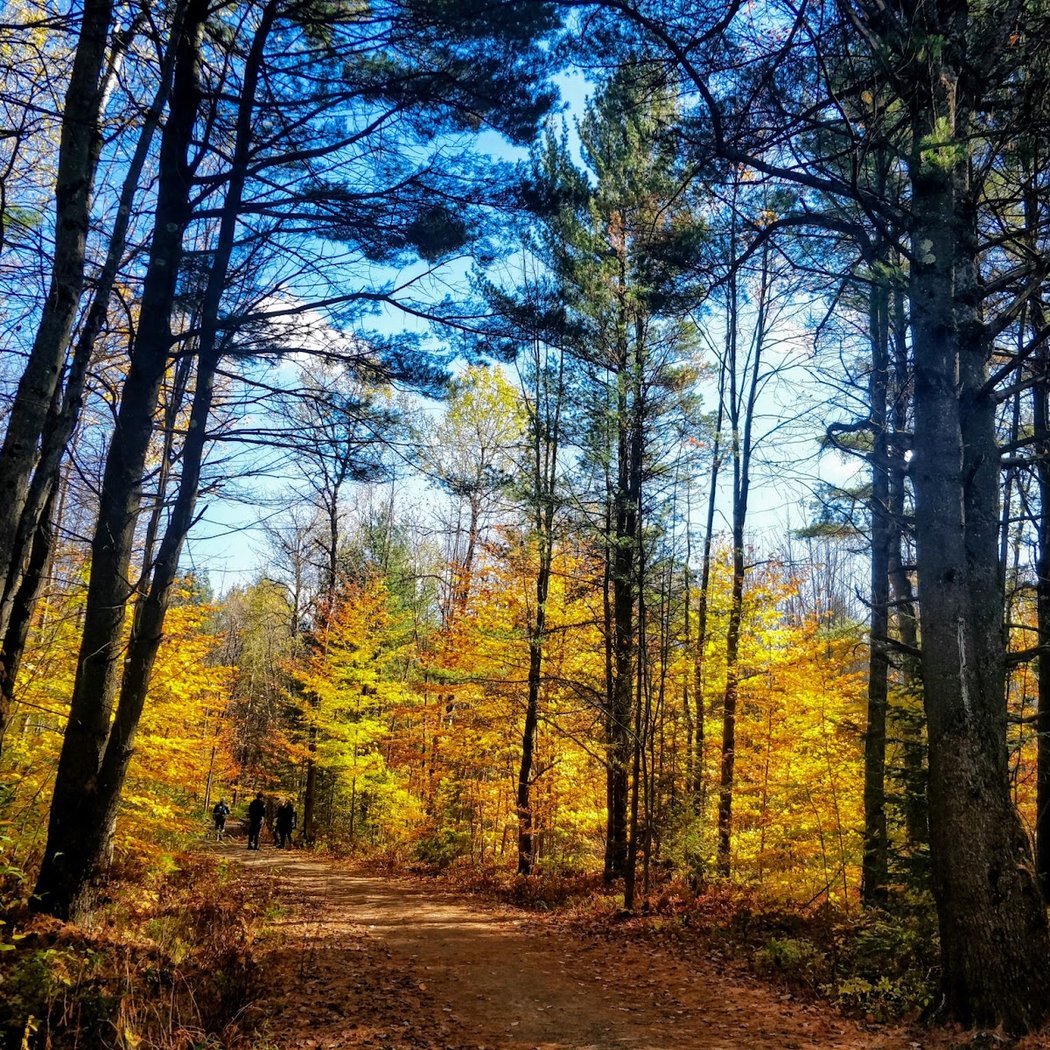 Bois-de-L'Île-Bizard Nature Park 1